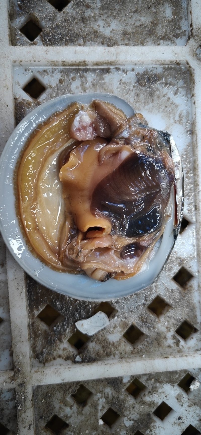 丹东东港，月亮贝，肉美，价低，逐渐取代扇贝