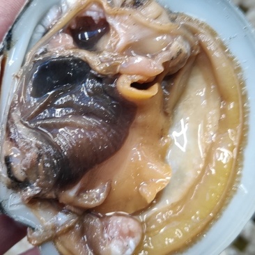 丹东东港，月亮贝，肉美，价低，逐渐取代扇贝