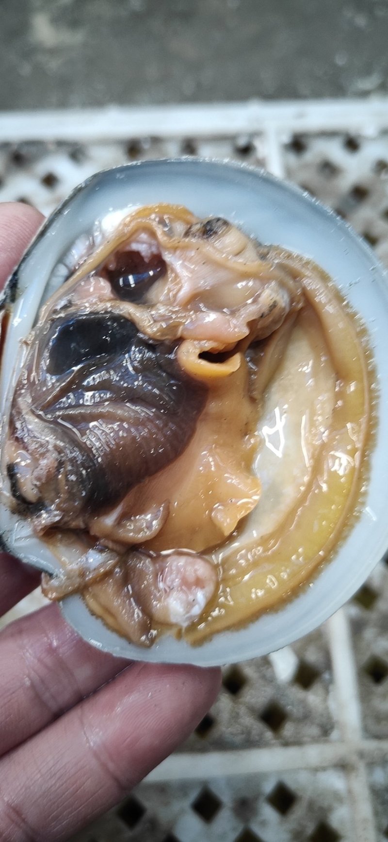 丹东东港，月亮贝，肉美，价低，逐渐取代扇贝