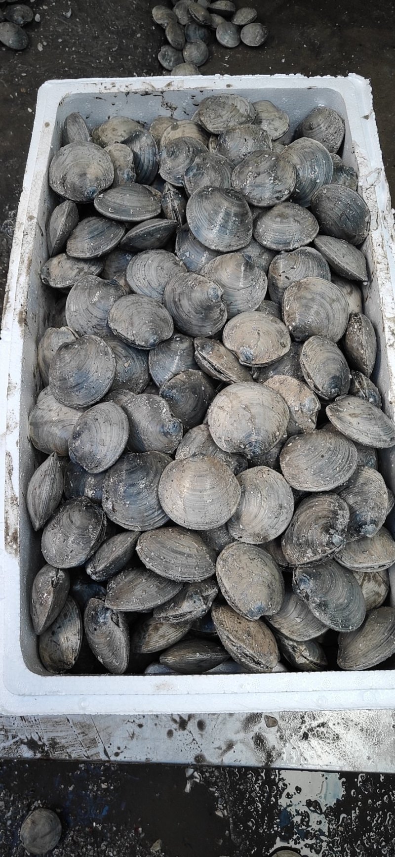 丹东东港，月亮贝，肉美，价低，逐渐取代扇贝