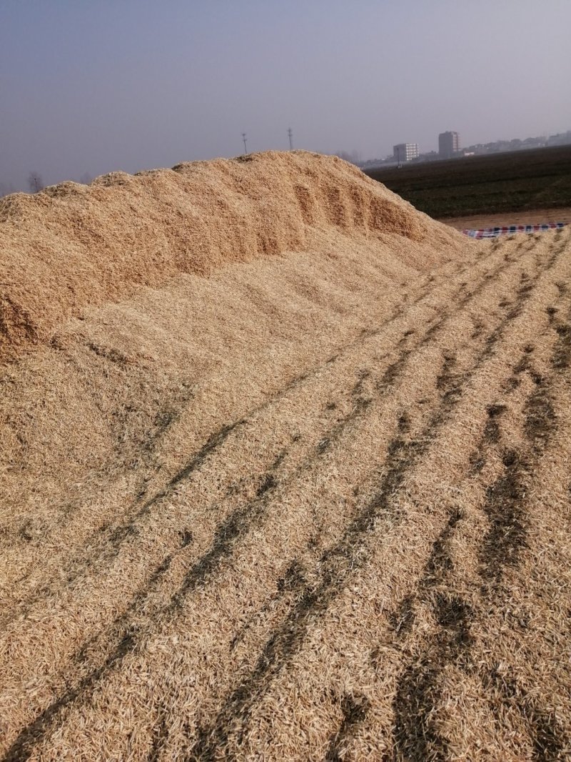 精品新东白茅根野生白茅根，规格齐全，量大从优，欢迎联系