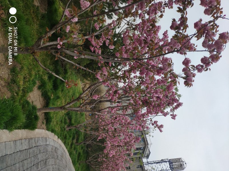 卫矛，基地货源，质量好，价格优，虽时可现场看货，支持视频