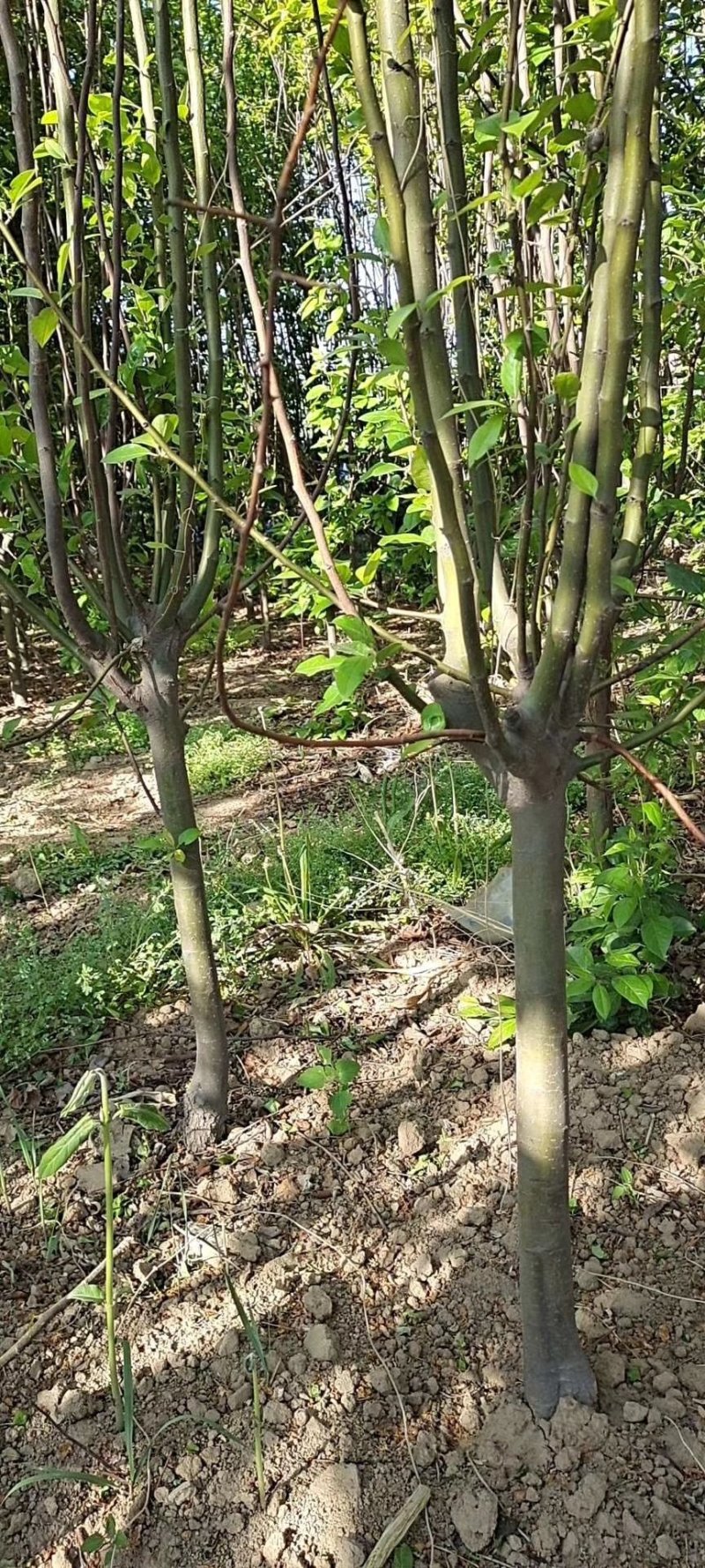 卫矛，基地货源，质量好，价格优，虽时可现场看货，支持视频