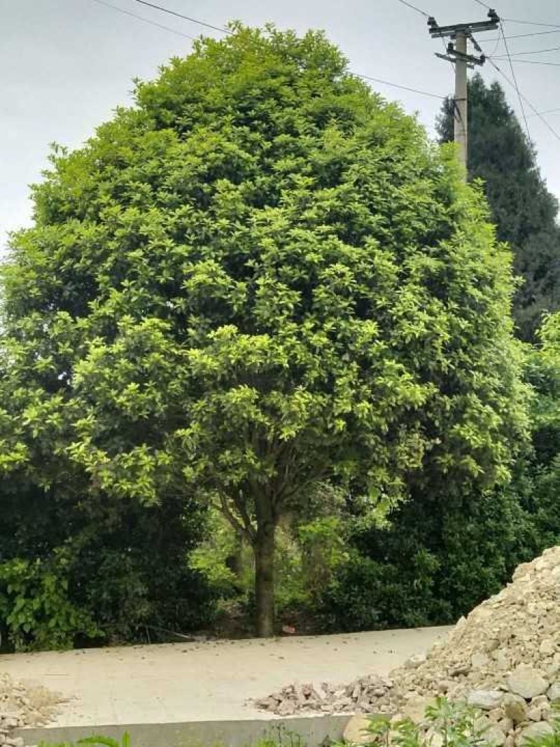 重庆巴南区赚宝苗圃桂花树批发量大价格美丽