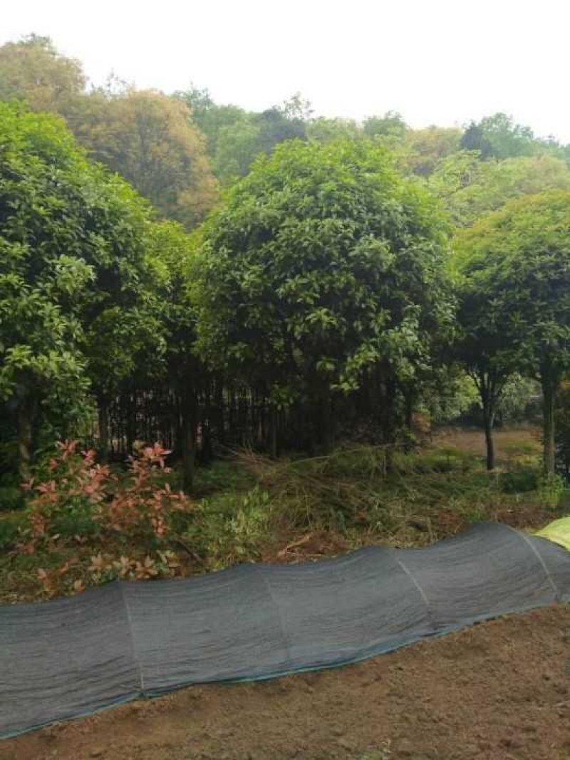 重庆巴南区赚宝苗圃桂花树批发量大价格美丽