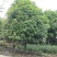 重庆巴南区赚宝苗圃桂花树批发量大价格美丽