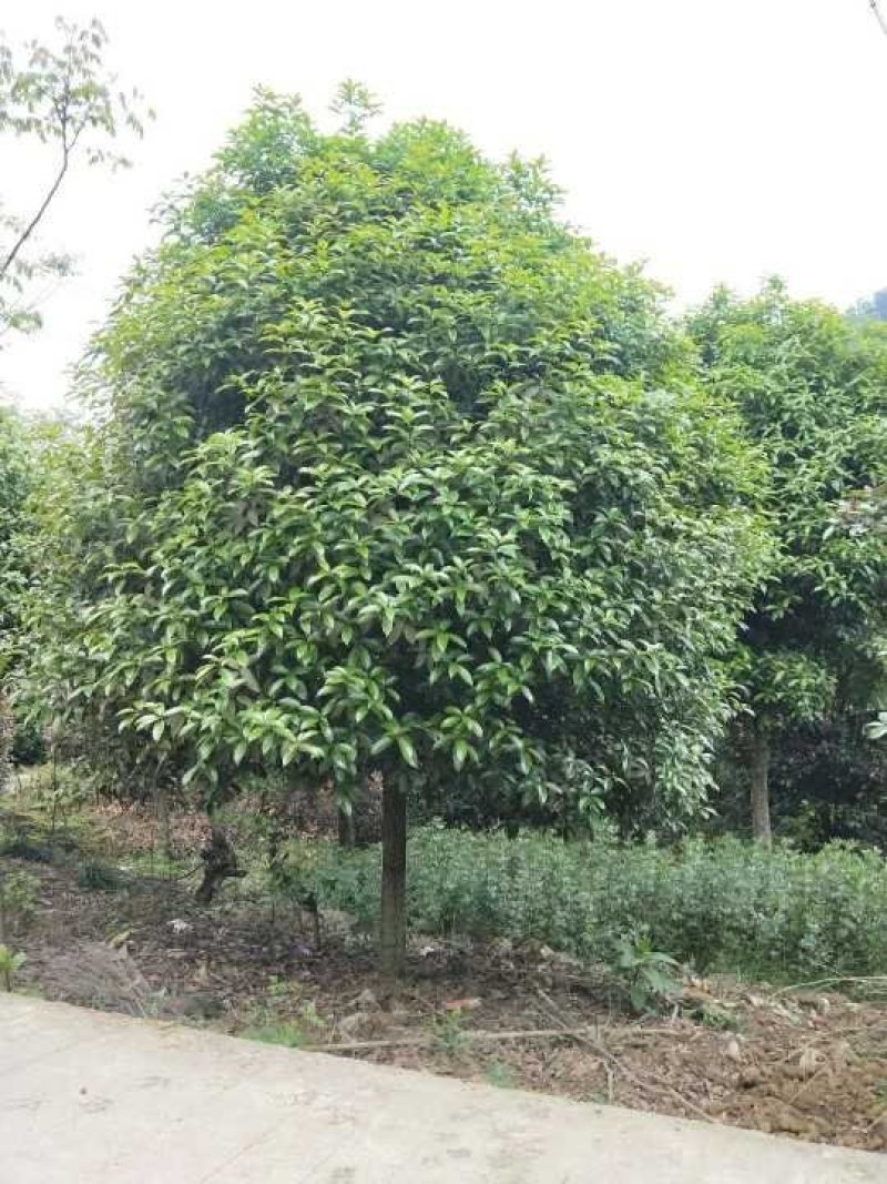 重庆巴南区赚宝苗圃桂花树批发量大价格美丽