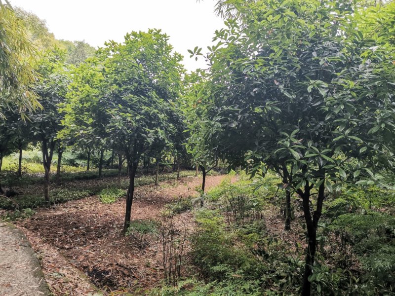 重庆巴南区赚宝苗圃桂花树批发量大价格美丽