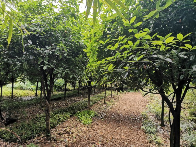 重庆巴南区赚宝苗圃桂花树批发量大价格美丽