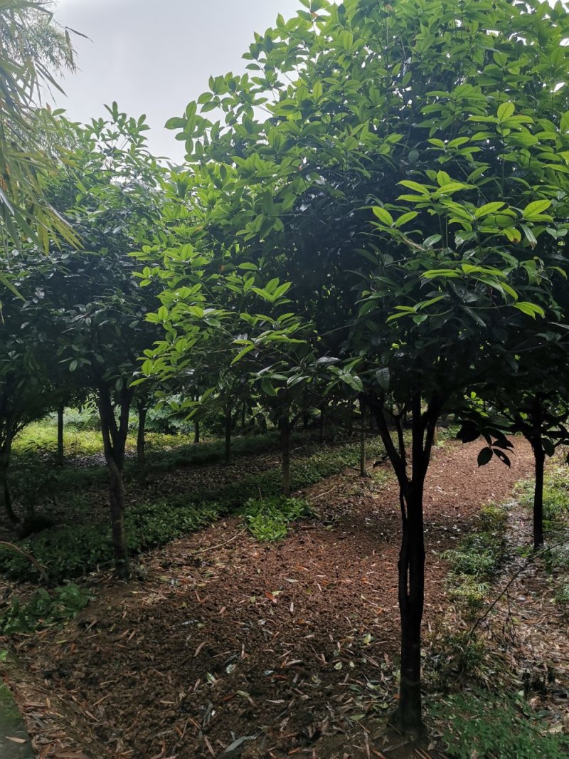 重庆巴南区赚宝苗圃桂花树批发量大价格美丽