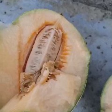哈密瓜