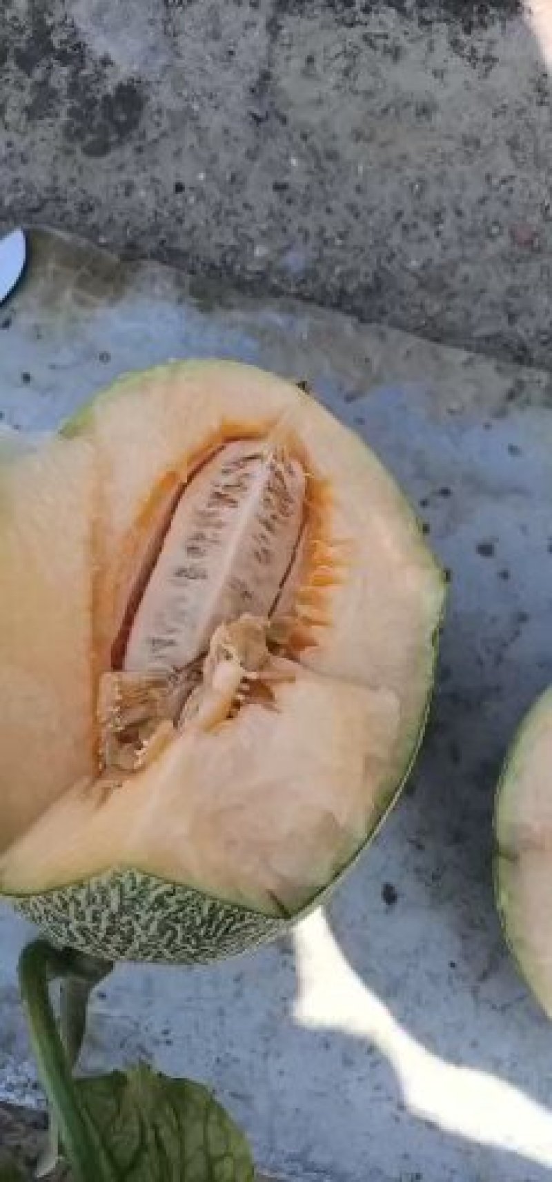 哈密瓜