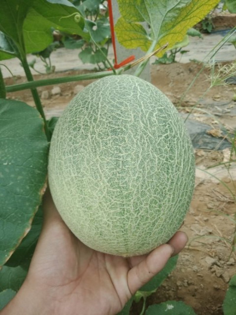 哈密瓜