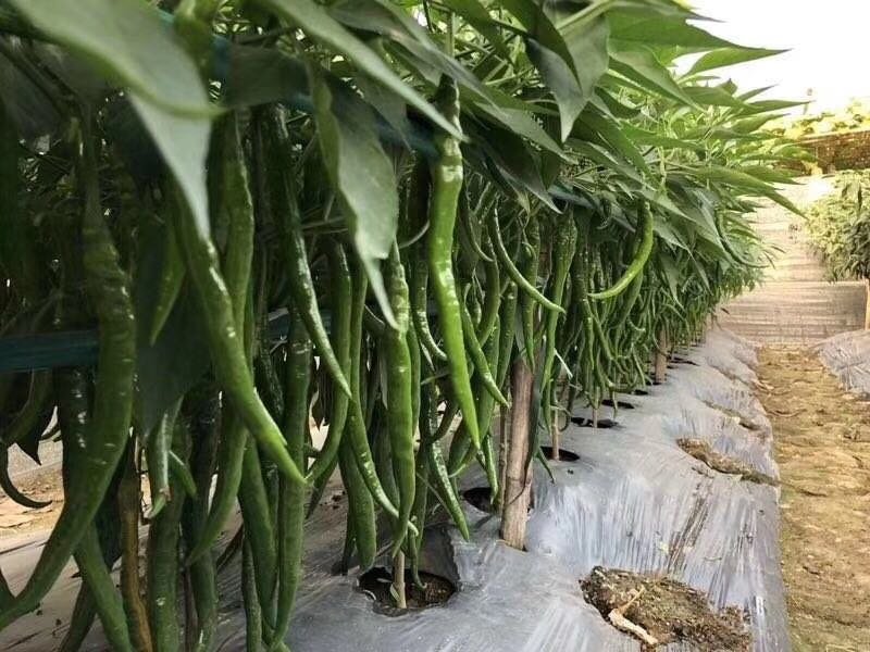 辣椒苗基地直供线椒螺丝椒红黄彩椒尖椒薄皮泡椒
