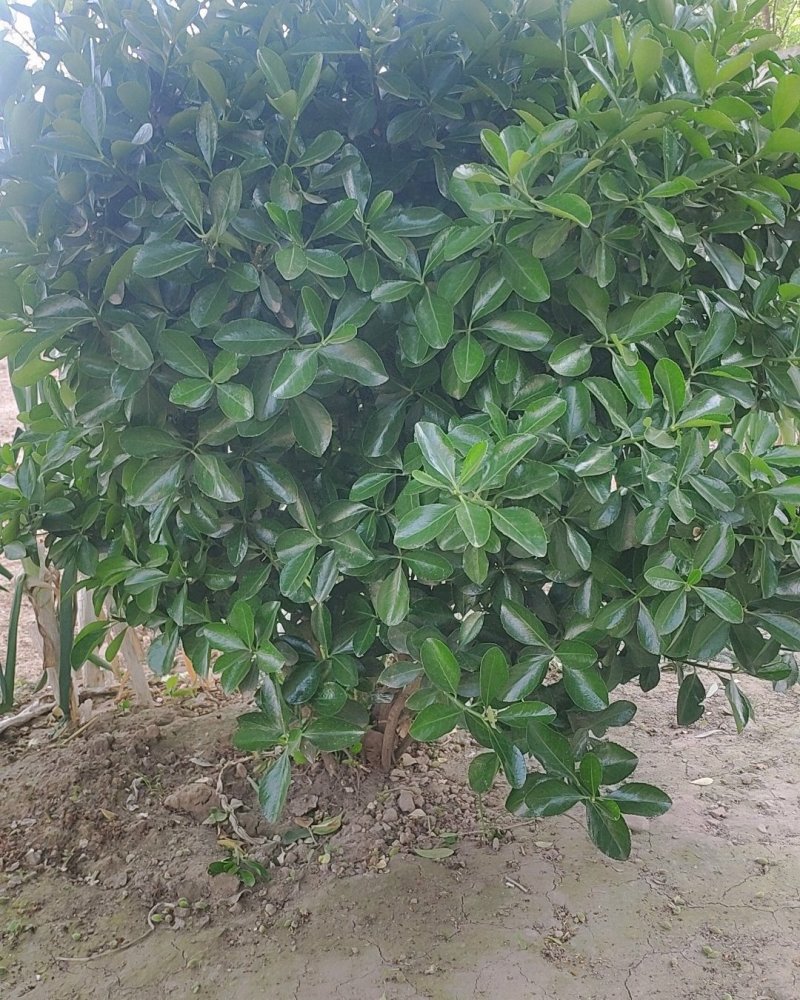 卫矛，基地货源，质量好，价格优，虽时可现场看货，支持视频
