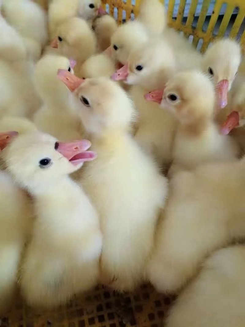 鹅苗，番鸭苗