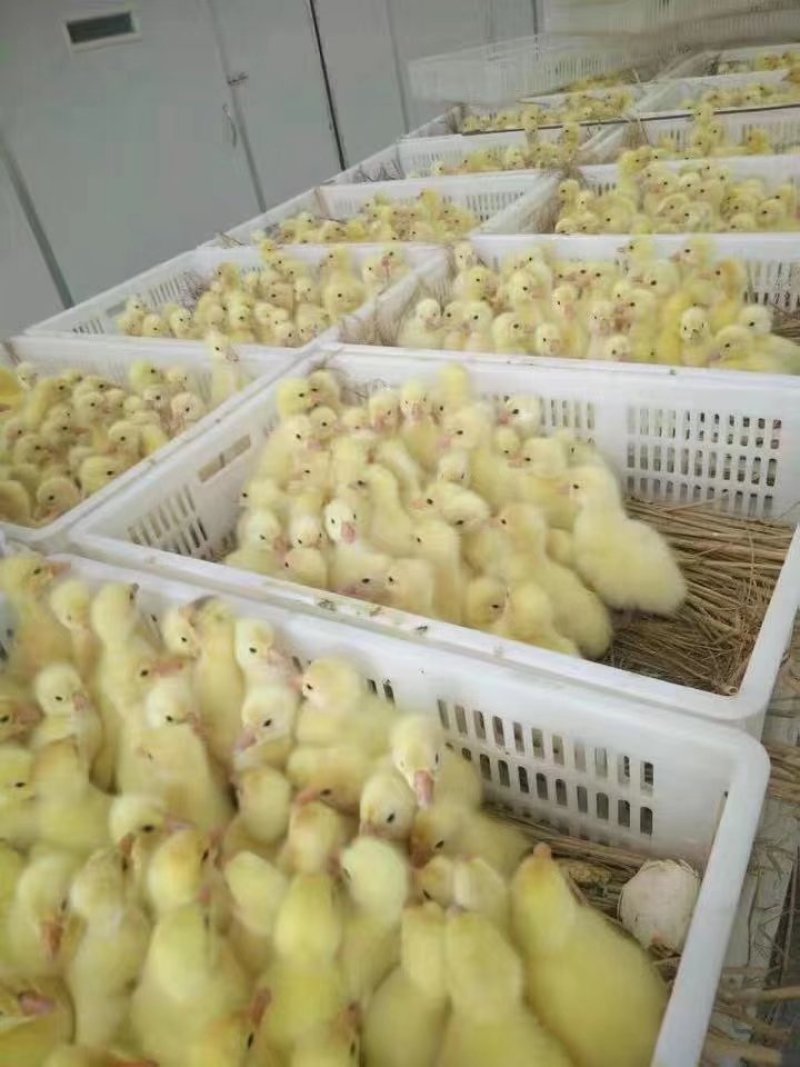 鹅苗，番鸭苗