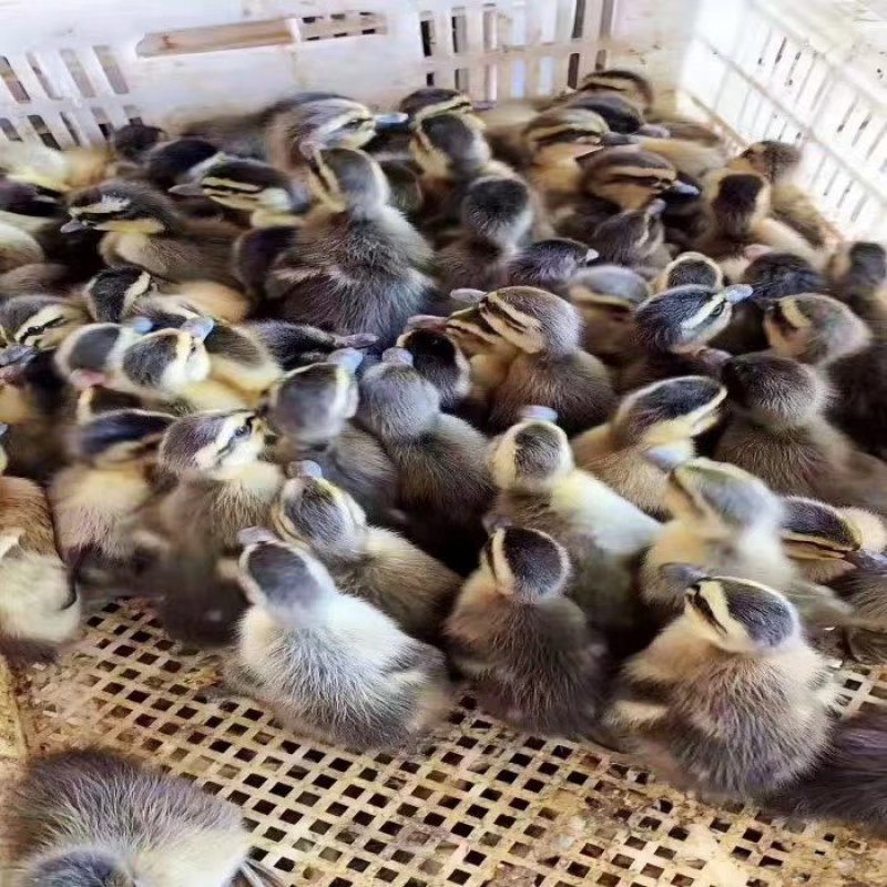 鹅苗，番鸭苗