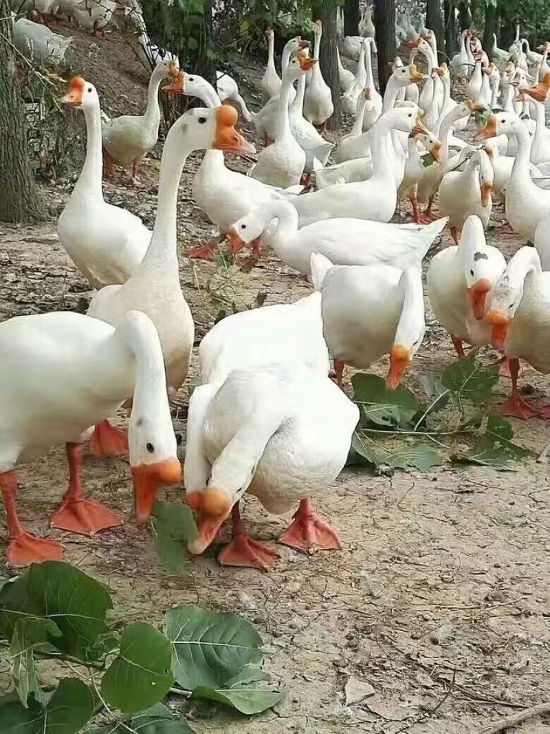 鹅苗，番鸭苗