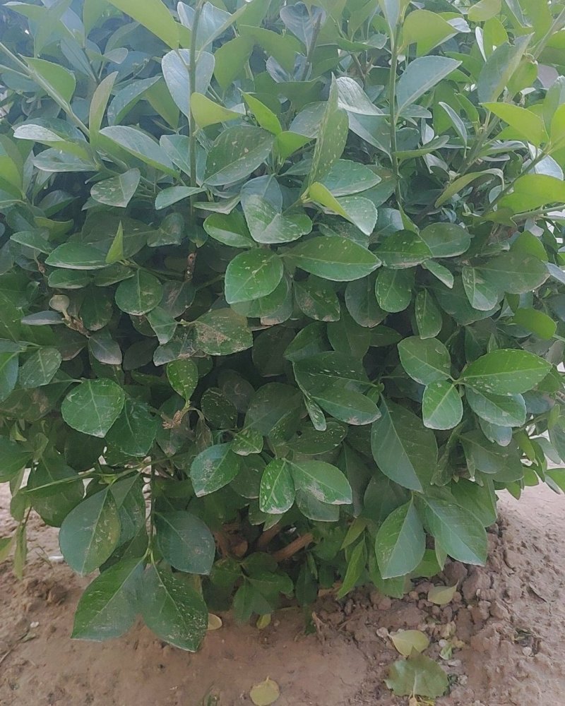 卫矛，基地货源，质量好，价格优，虽时可现场看货，支持视频