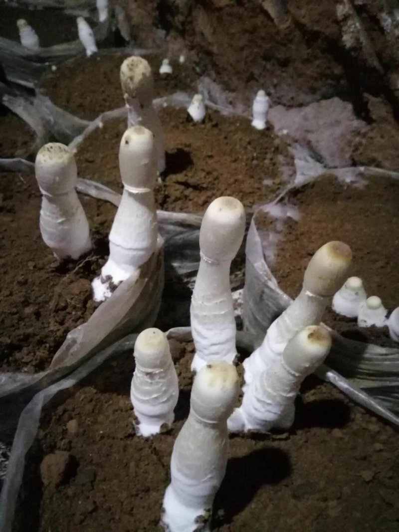 鸡腿菇，大个头，混合料生产，口感好