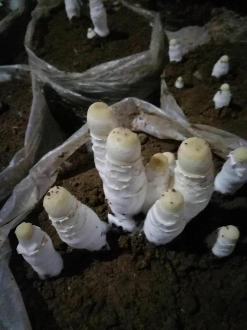 鸡腿菇，大个头，混合料生产，口感好