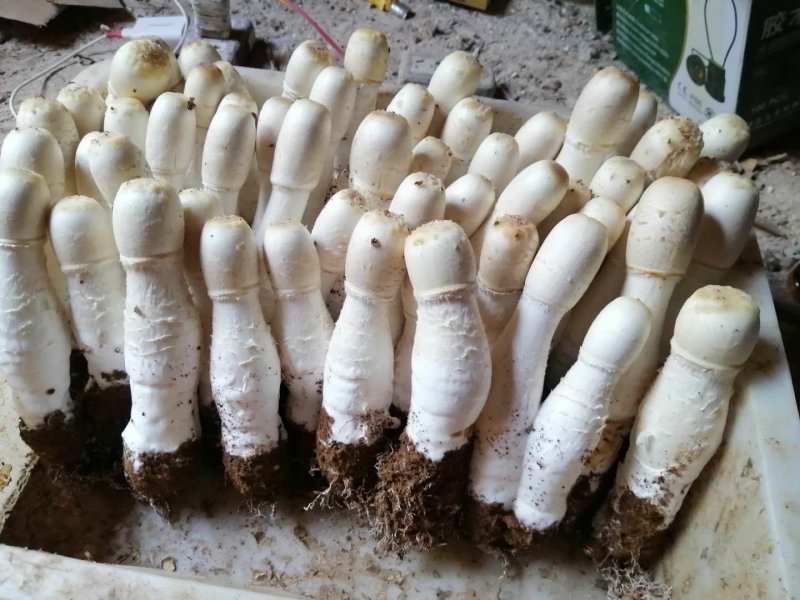 鸡腿菇，大个头，混合料生产，口感好