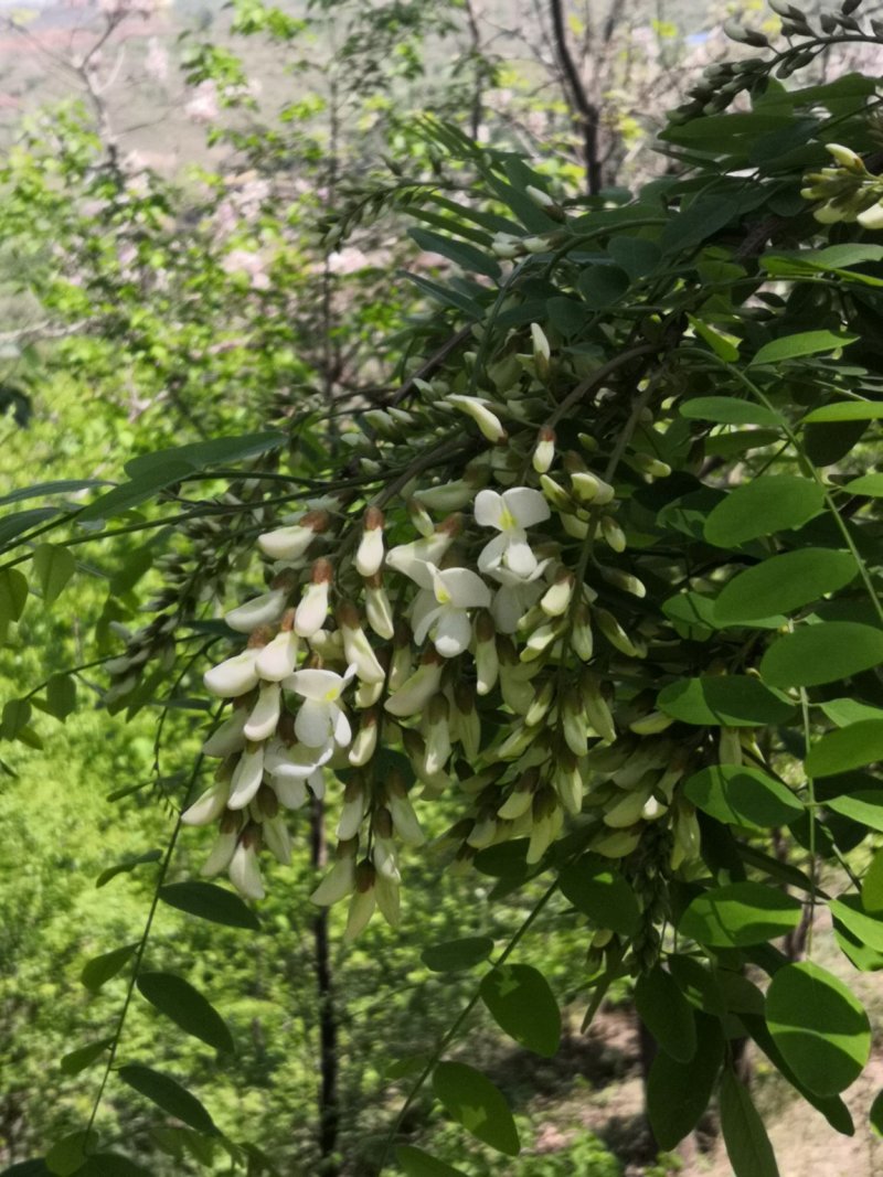 槐花