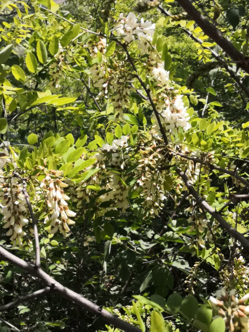 槐花