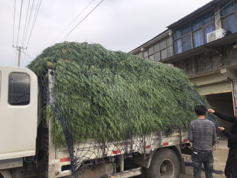 【优质蒜薹🔥】大量有货适合电商赶集商超