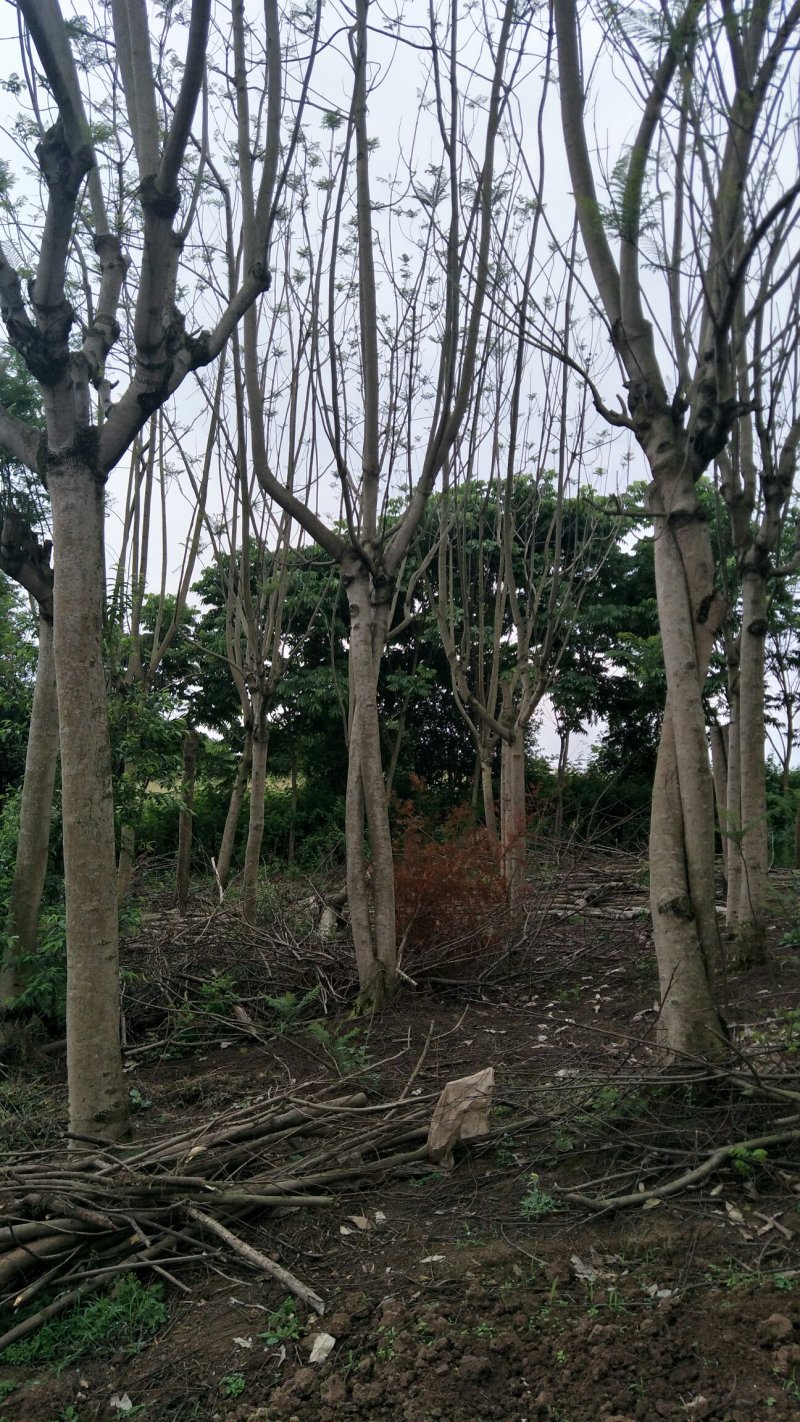 蓝花楹2~3m5一30cm