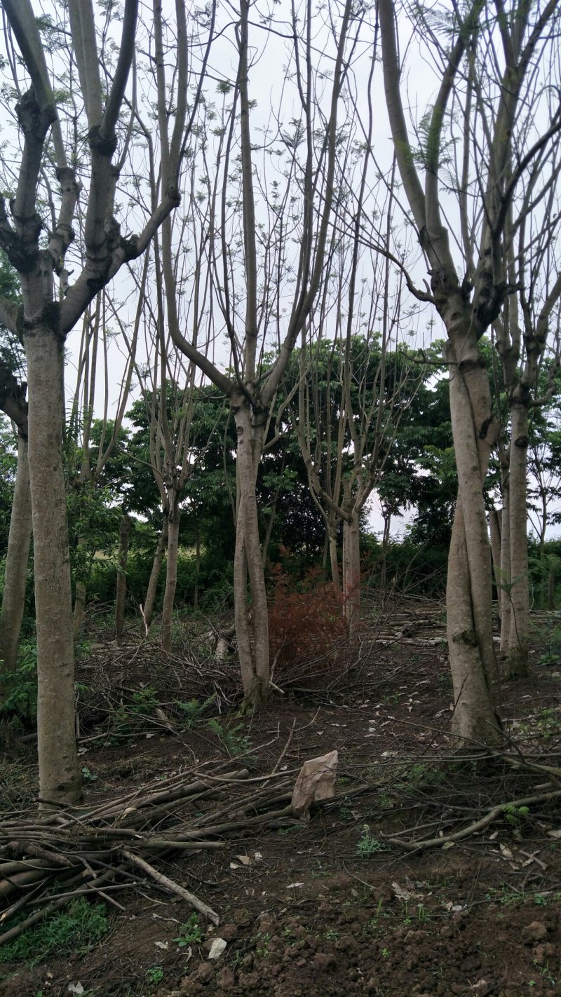 蓝花楹2~3m5一30cm