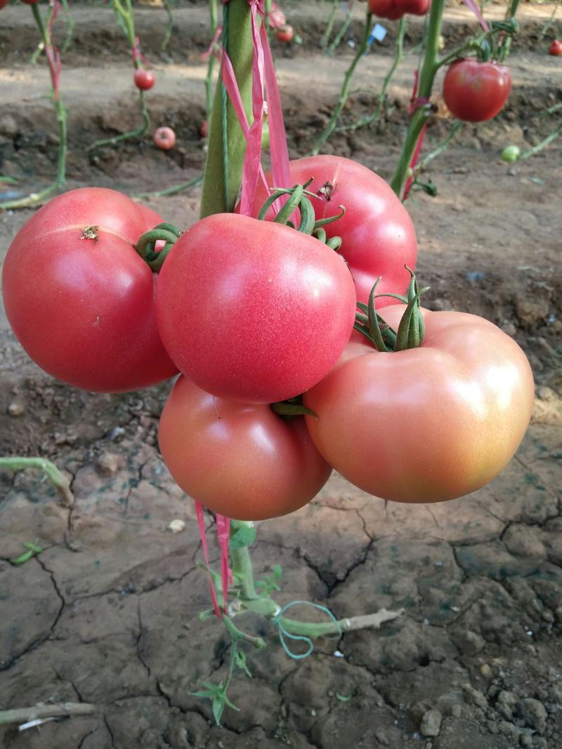 硬粉517优质粉果西红柿种子适合春秋种植的西红柿种子