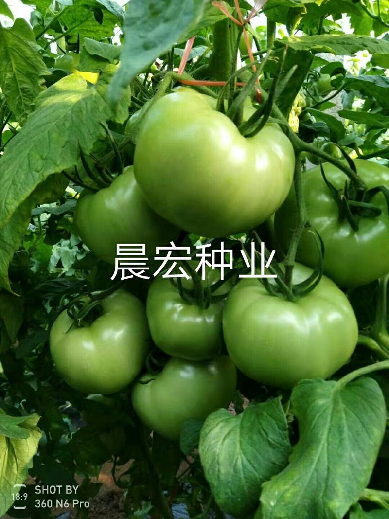 硬粉517优质粉果西红柿种子适合春秋种植的西红柿种子