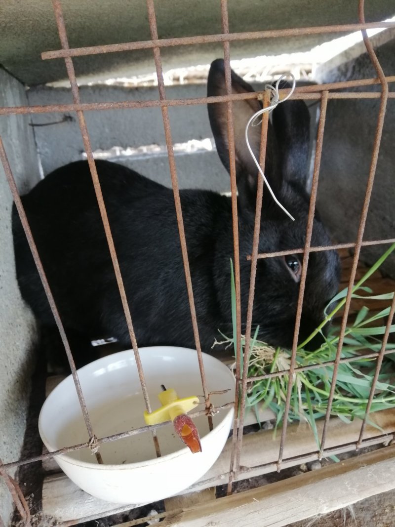 供应各种优质冷冻兔肉和新鲜白条兔肉及各种分割兔产品