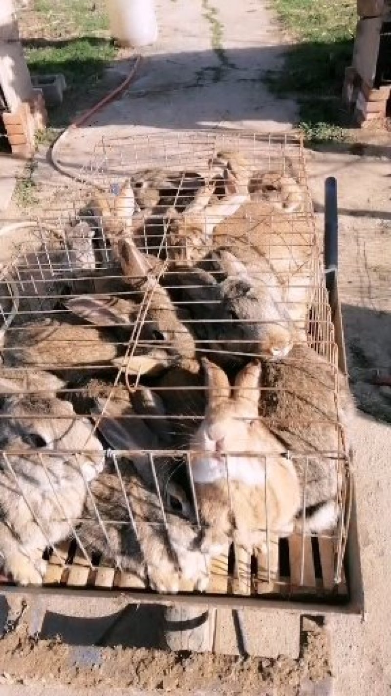 供应各种优质冷冻兔肉和新鲜白条兔肉及各种分割兔产品