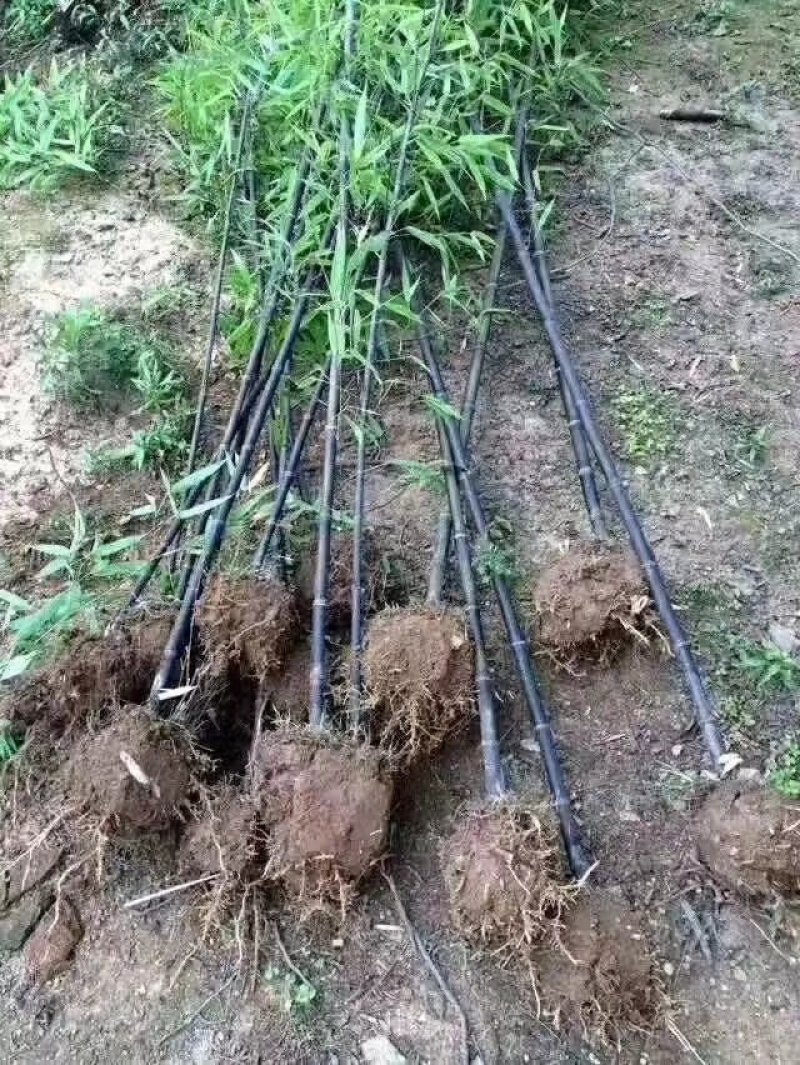 青竹，毛竹，淡竹，金镶玉竹，紫竹