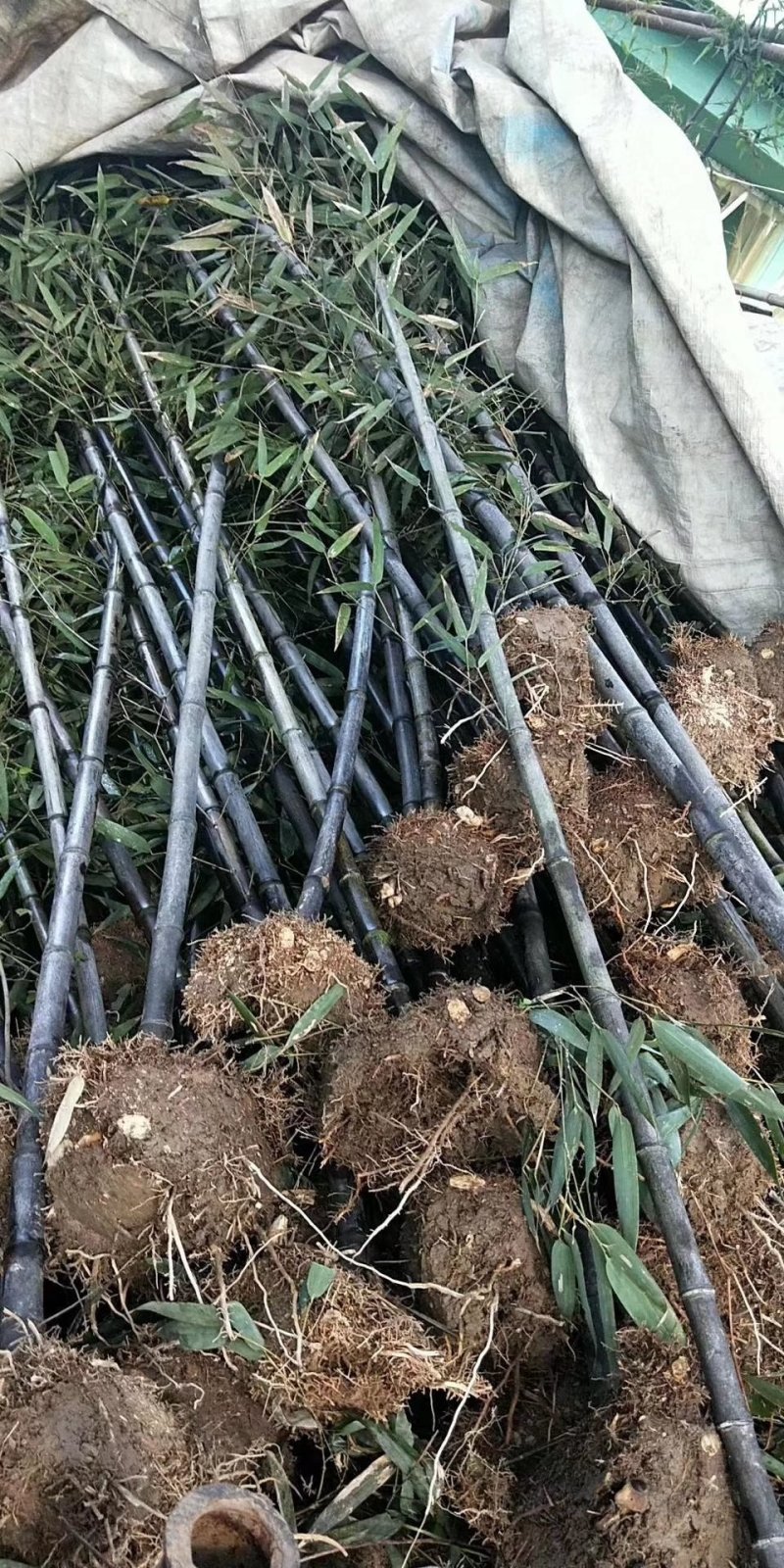 青竹，毛竹，淡竹，金镶玉竹，紫竹
