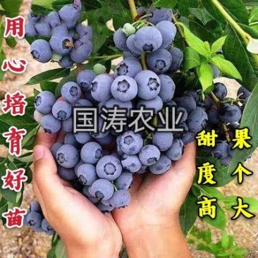 【爆品】蓝莓苗蓝丰兔眼黑珍珠薄雾等品种卖疯了包邮