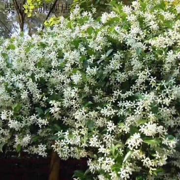 银丝茉莉爬藤植物银丝茉莉花盆栽四季芳香风车茉莉络石藤四季