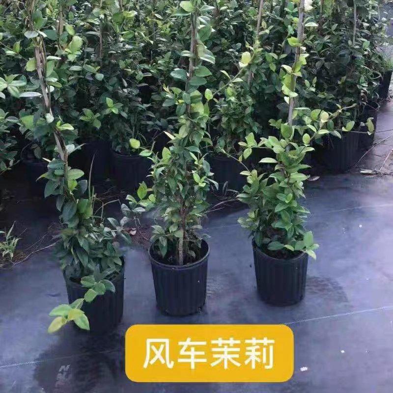 银丝茉莉爬藤植物银丝茉莉花盆栽四季芳香风车茉莉络石藤四季