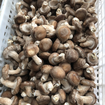 鲜香菇