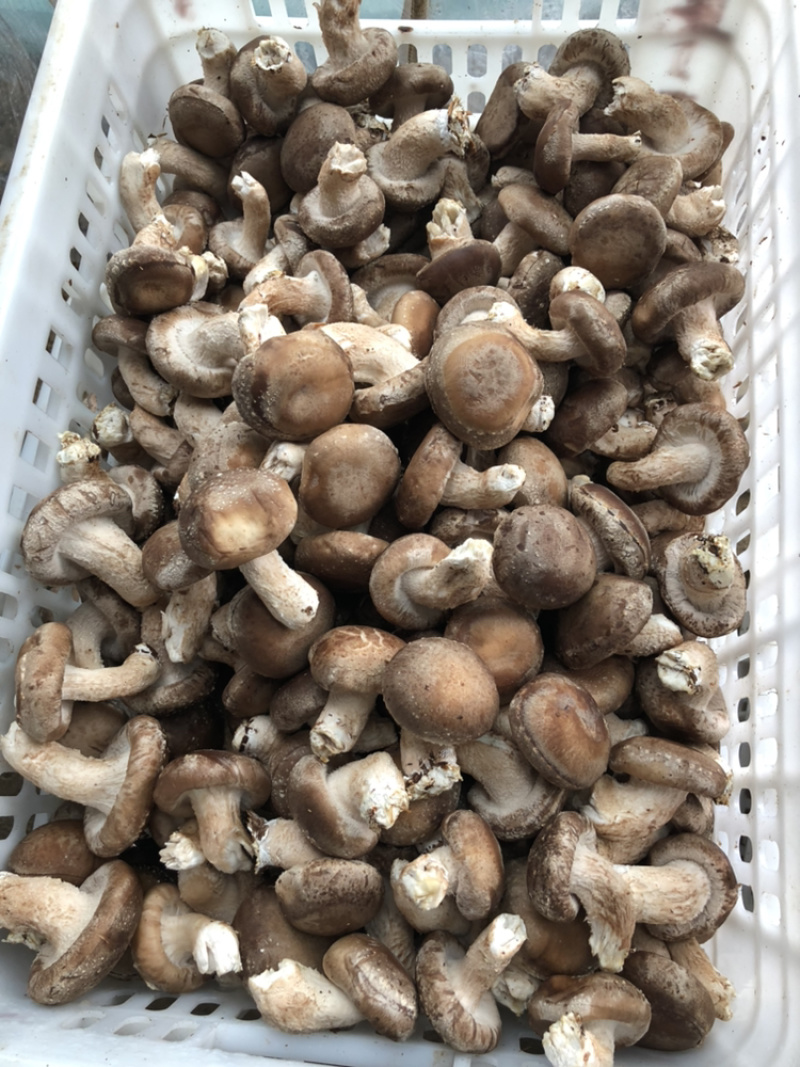鲜香菇