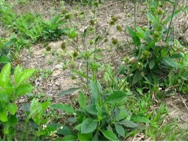 新鲜野生地胆头批发零售