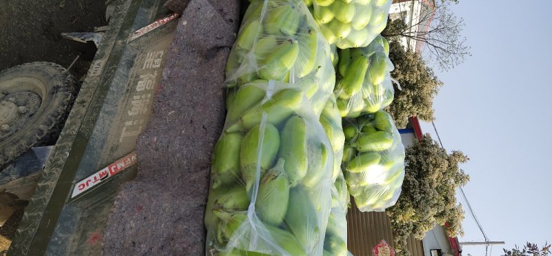 【牛商推荐】河南新野优质青茄子大量上市代发全国欢迎大家