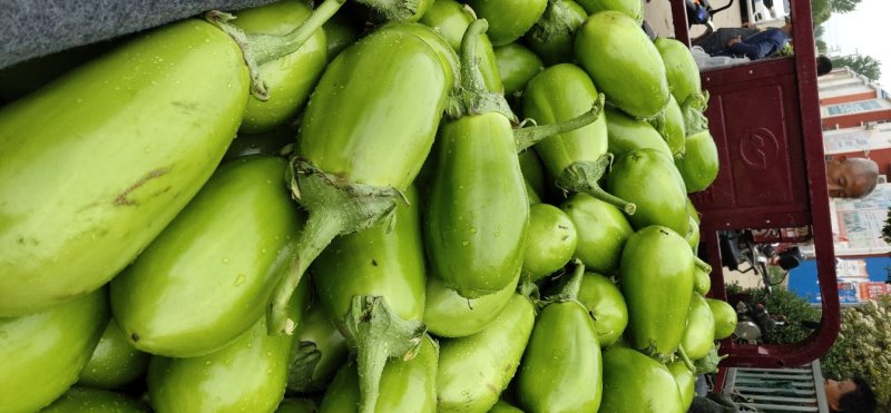 【牛商推荐】河南新野优质青茄子大量上市代发全国欢迎大家