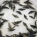 鳜鱼苗，桂花鱼苗，改良品种，水质要求低提供养殖技术支持