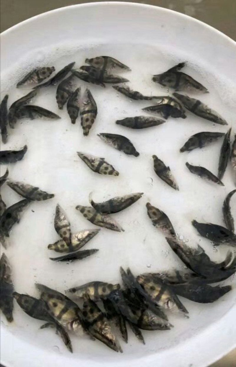 鳜鱼苗，桂花鱼苗，改良品种，水质要求低提供养殖技术支持