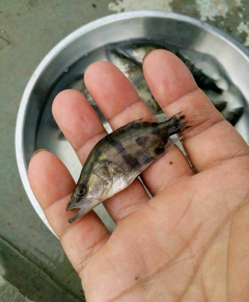 鳜鱼苗，桂花鱼苗，改良品种，水质要求低提供养殖技术支持