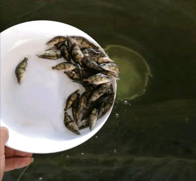 鳜鱼苗，桂花鱼苗，改良品种，水质要求低提供养殖技术支持